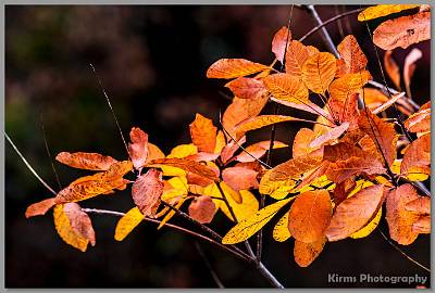 image by Kirms Photography Trinity Church Foliage - Allenwood